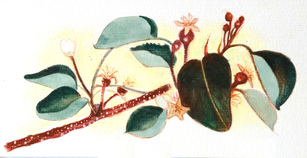 aqurelle, plantes, nature, dessin, peinture, cours, stage